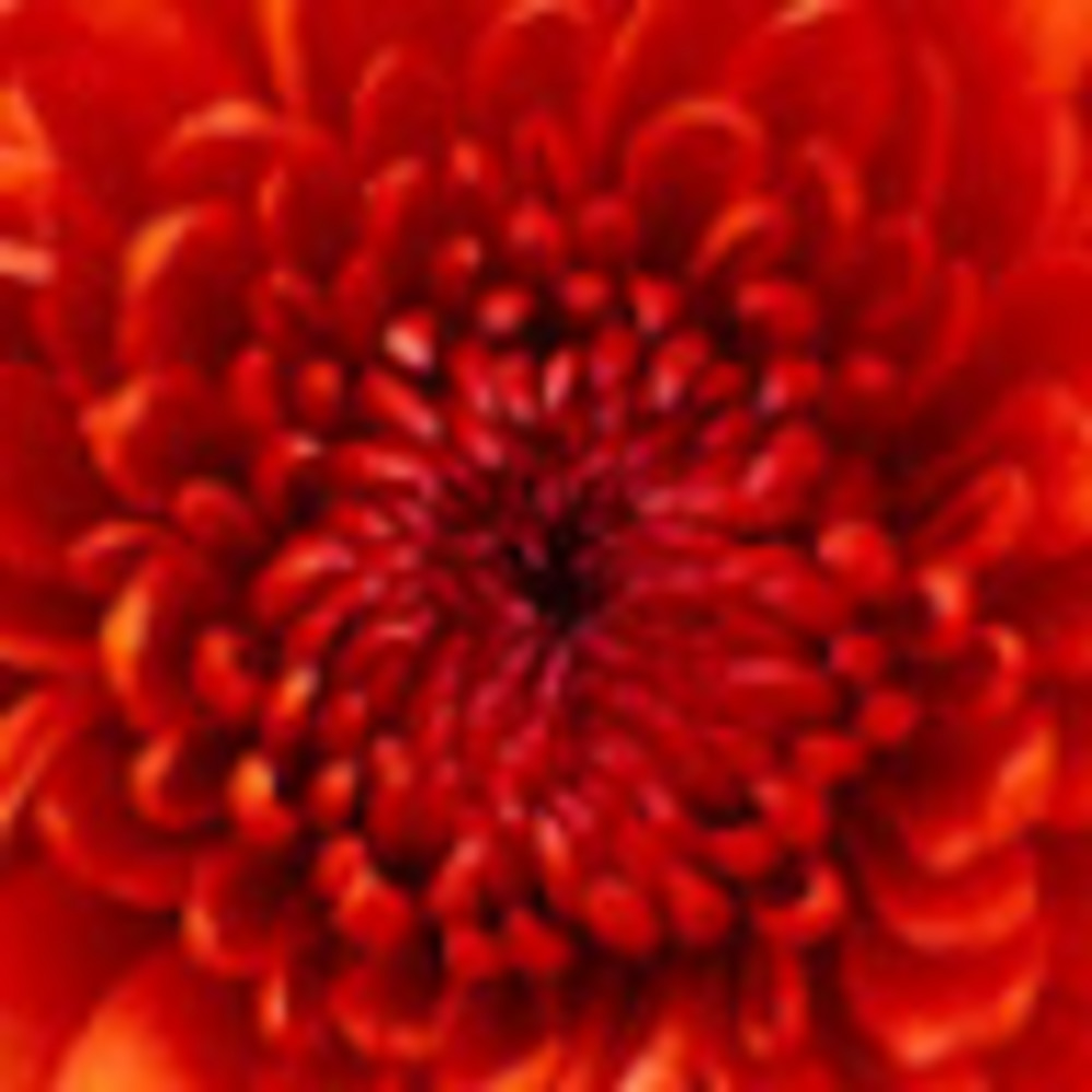 Meet your Posher, Kristin